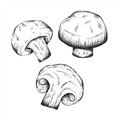 蘑菇识别 V1.6 安卓版
