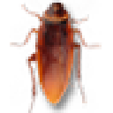 Cockroaches on Desktop(桌面蟑螂) V1.1 绿色免费版