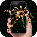 蜘蛛恶作剧app V5.2.0 安卓版