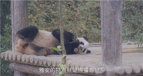 《仙剑奇侠传》雅安市熊猫