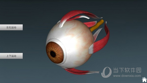 人体解剖学3D互动图集破解版免费下载