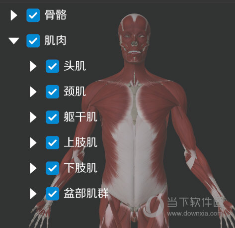 维萨里3d解剖减少肌肉