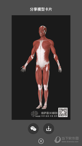 维萨里3d解剖导出模型