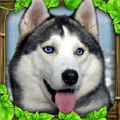 流浪狗模拟器游戏 V1.4 安卓官方版