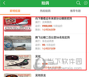 中国信鸽信息网怎么在线拍鸽